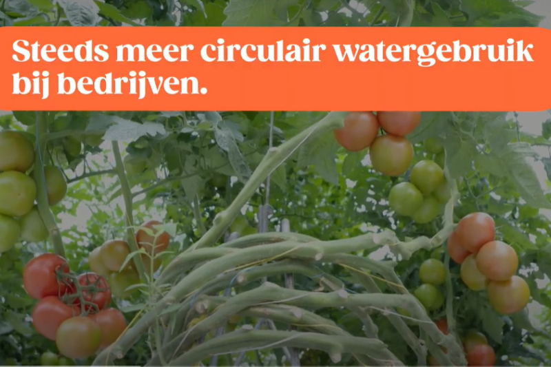 Tomato Masters en Omega Baars werken samen voor circulair waterverbruik